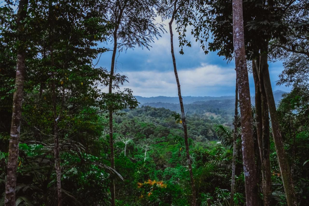 Selva Madre Eco-Sanctuary Aparthotel Cahuita Kültér fotó